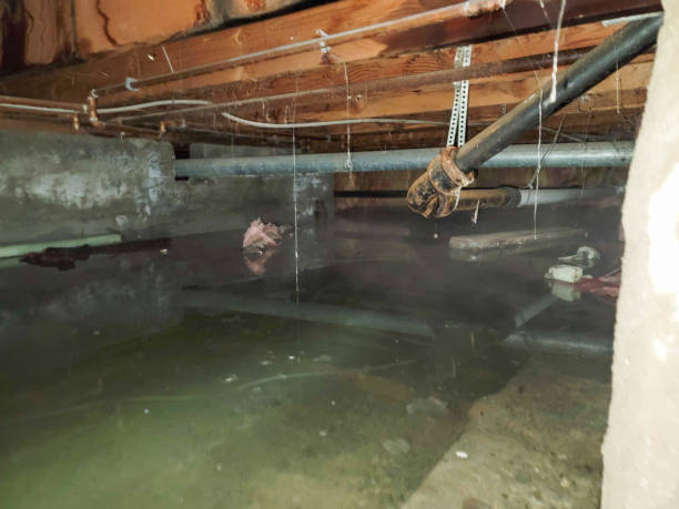 Best Water damage cleanup near me  in Spring Grove, PA